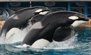 Taima and Tilikum. Photo provided by SeaWorld.
