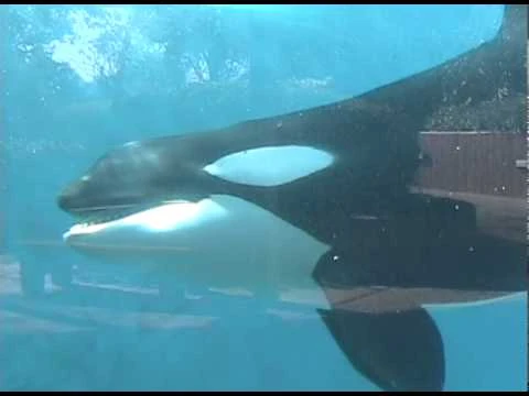 Takara,_1-month-old_Trua,_Kohana,_Skyla,_Kalina_-_UWV_(December_2005)