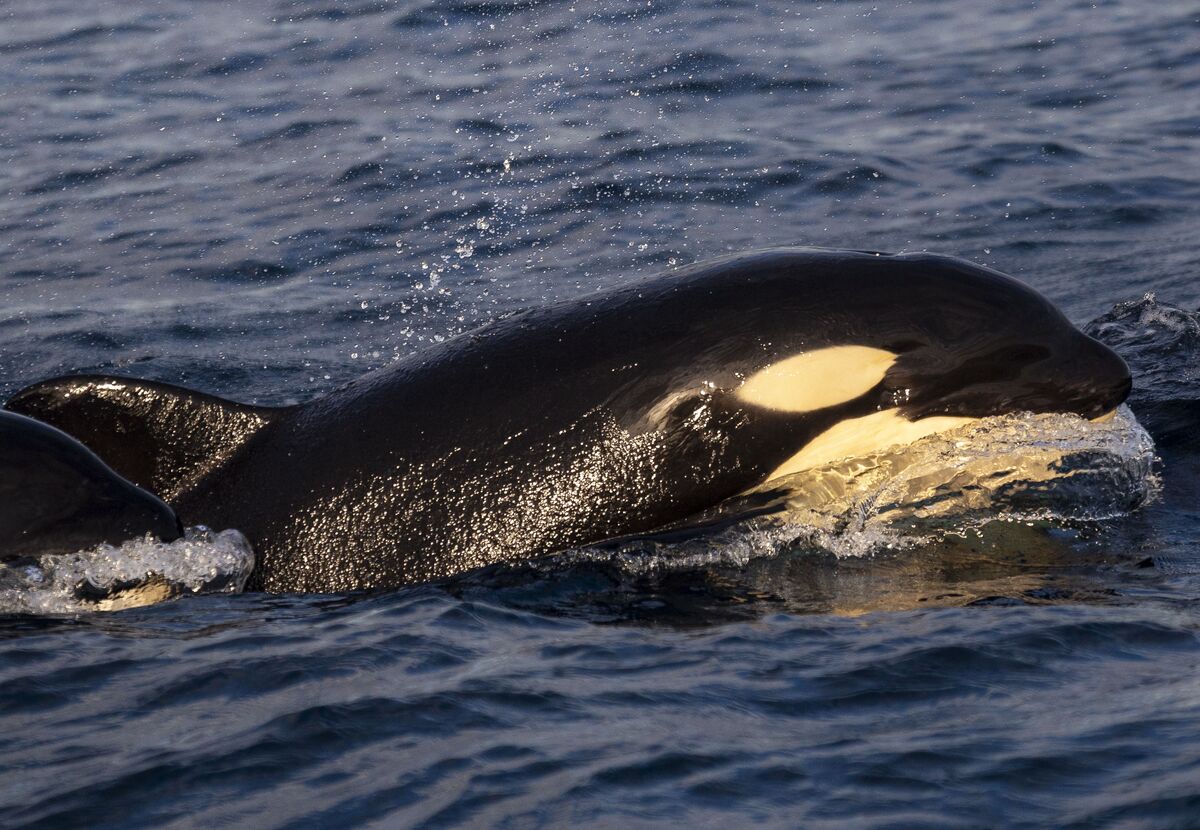 HW-OO05ETP-0020 Cookie | Killer Whale Wiki | Fandom