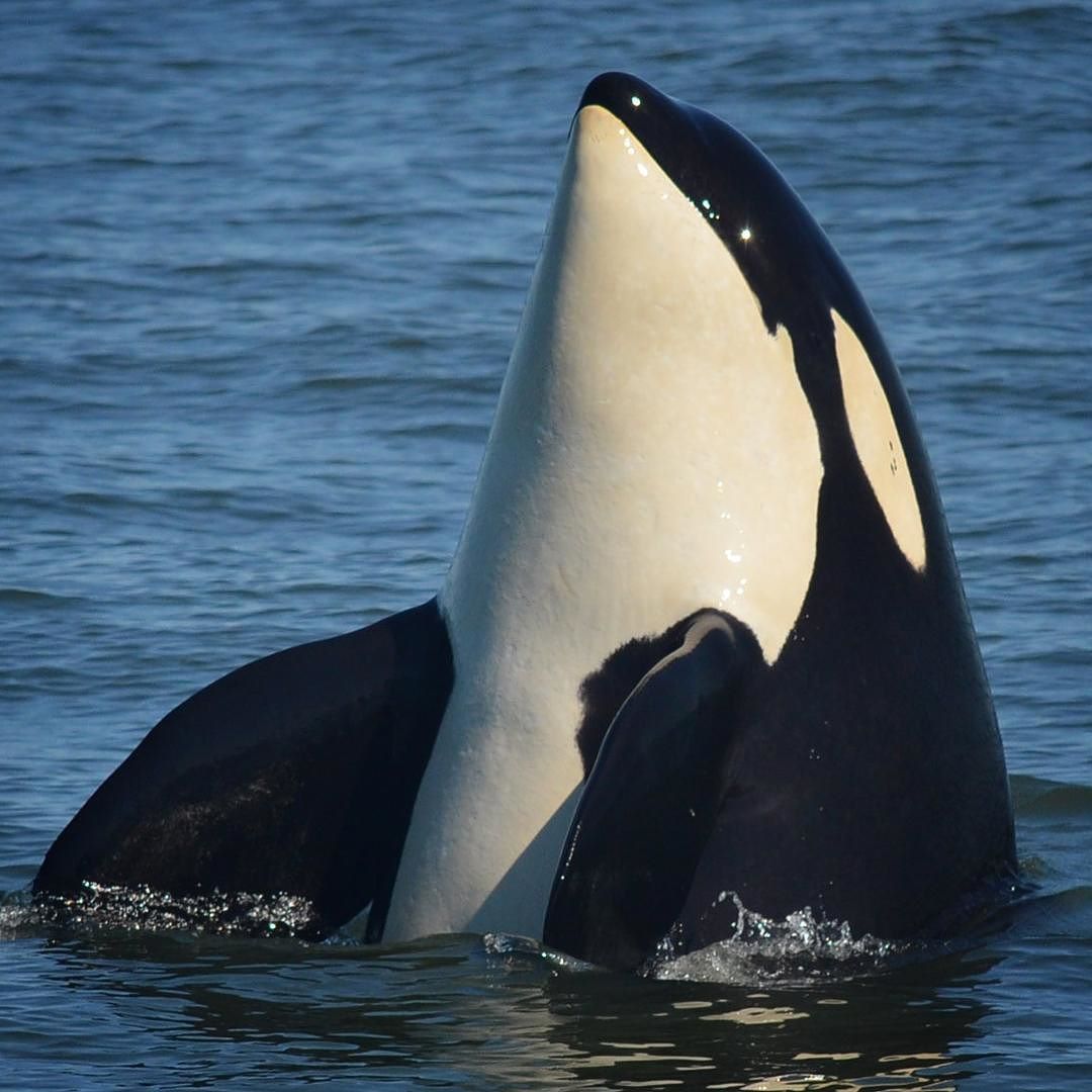 Oreo Orca Oreo Orca