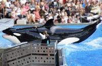 Kalina. Photo provided by Ocean Echoes.