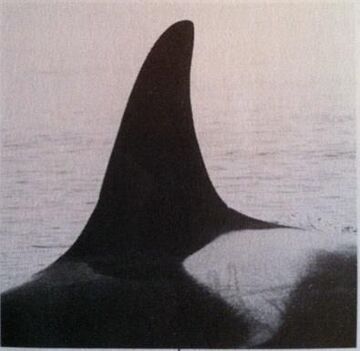 J12 Sissy | Killer Whale Wiki | Fandom J12 Sissy | Killer Whale Wiki | Fandom