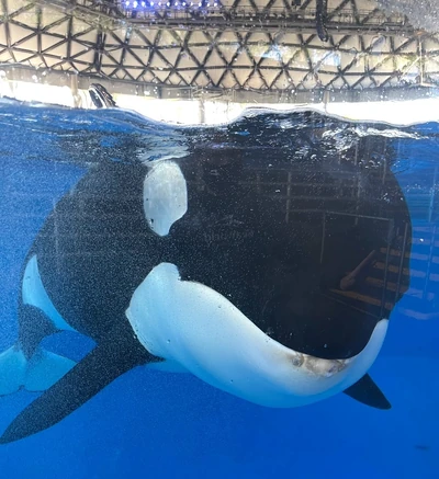 Kamea at SeaWorld San Antonio, May 2021. Photo provided by Ocean Echoes.