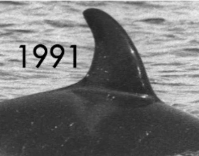 Photos of J26 Mike | Killer Whale Wiki | Fandom