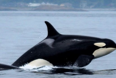 J28 Polaris' Calf (2013) | Killer Whale Wiki | Fandom