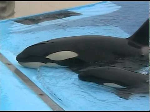 Takara,_Kohana,_Nakai,_and_Kasatka