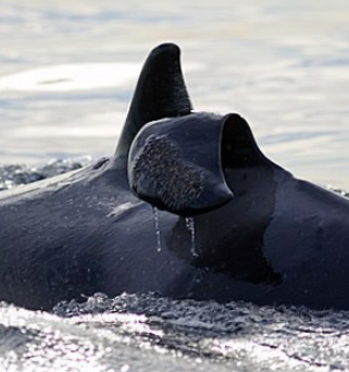 wild orca with collapsed dorsal fin