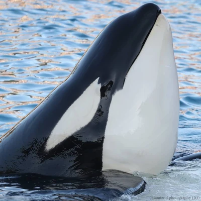 Photos of Keet | Killer Whale Wiki | Fandom