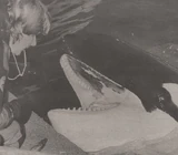 Sharkane. Photo provided by GVA / DV.is.