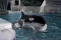 Nootka at Seven Seas, Arlington, TX. Photo provided by the University of Texas Arlington.