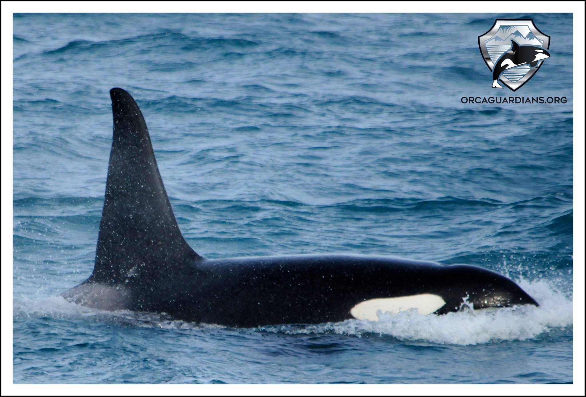 SN060 Thunderstorm | Killer Whale Wiki | Fandom SN060 Thunderstorm | Killer Whale Wiki | Fandom