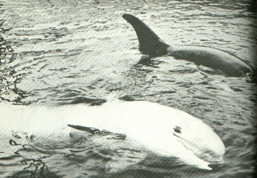 albino killer whale chimo