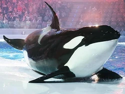 Narnia. Photo provided by the Moskvarium.