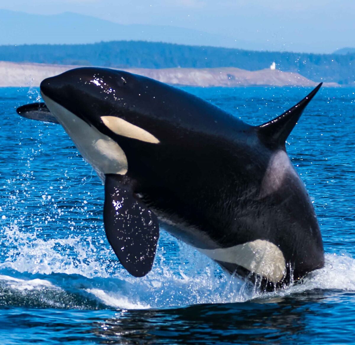 J36 Alki | Killer Whale Wiki | Fandom