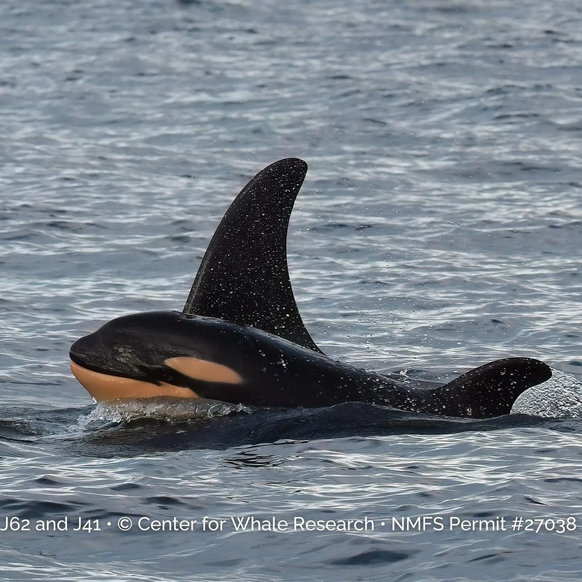 Safari Ltd. - Killer Whale #275129 - Sea Life Collection