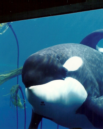 Keiko Killer Whale Wiki Fandom