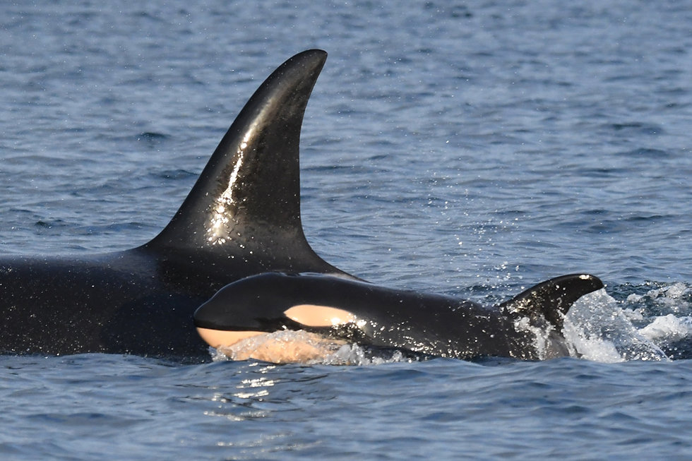 J59 Sxwyeqόlh | Killer Whale Wiki | Fandom J59 Sxwyeqόlh | Killer Whale Wiki | Fandom