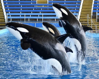 Takara, Kamea, and Sakari (front to back) at SeaWorld San Antonio