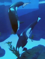 Sumar and Orkid. Photo provided by SeaWorld.