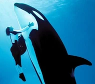 Kalina. Photo provided by SeaWorld.