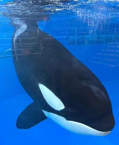 Kamea at SeaWorld San Antonio, May 2021. Photo provided by Ocean Echoes.