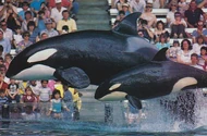 Kona II and Kalina. Photo provided by SeaWorld.
