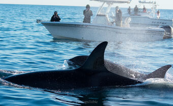 HW-OO05ETP-0019 Luna | Killer Whale Wiki | Fandom