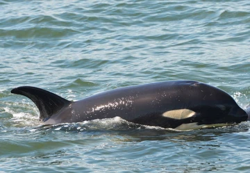 Killer Whale 完成品 latest?cb=20210624162923