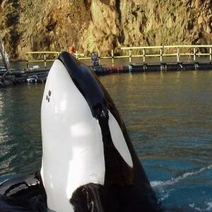 Klettsvík Bay Sea Pen | Killer Whale Wiki | Fandom