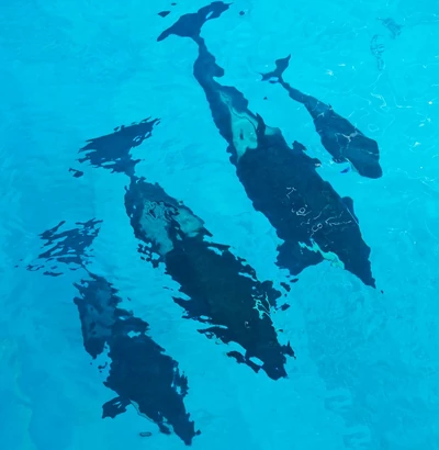 Kamea, Sakari, Takara, and Kyara at SeaWorld San Antonio, 2017. Photo provided by SeaWorld.