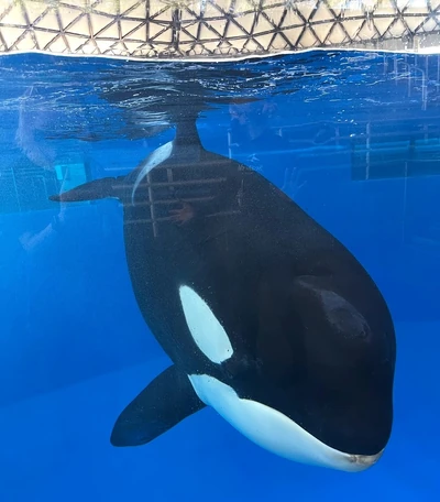 Kamea at SeaWorld San Antonio, May 2021. Photo provided by Ocean Echoes.