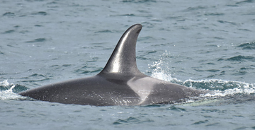 L122 Magic | Killer Whale Wiki | Fandom