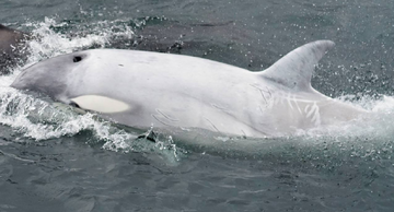 J28 Polaris' Calf (2013) | Killer Whale Wiki | Fandom