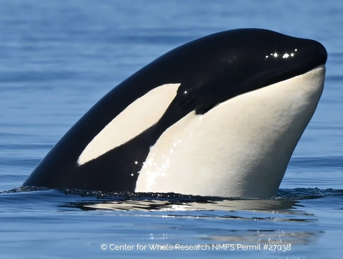 1200?cb=20250929003704