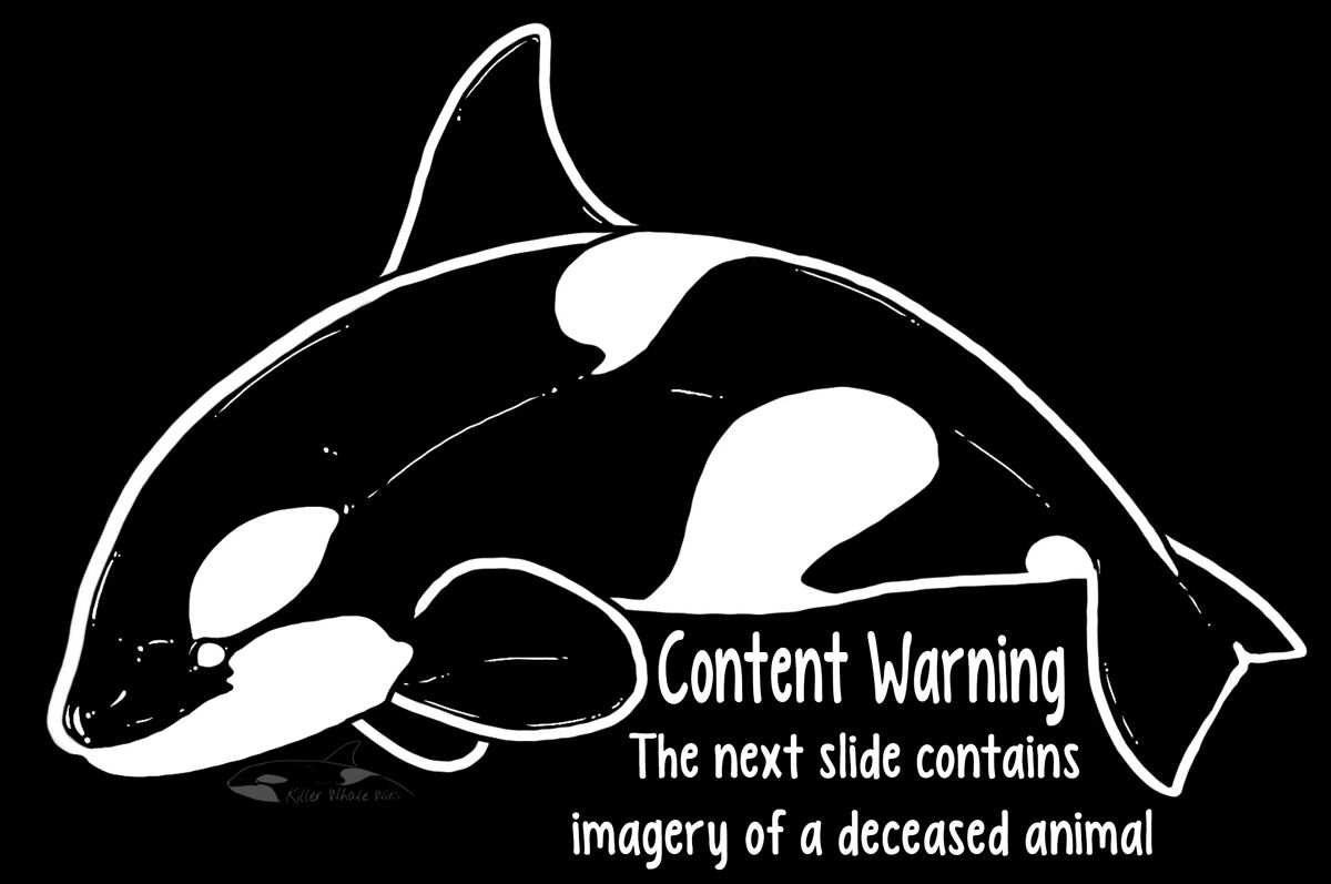 J28 Polaris' Calf (2013) | Killer Whale Wiki | Fandom J28 Polaris' Calf (2013) | Killer Whale Wiki | Fandom
