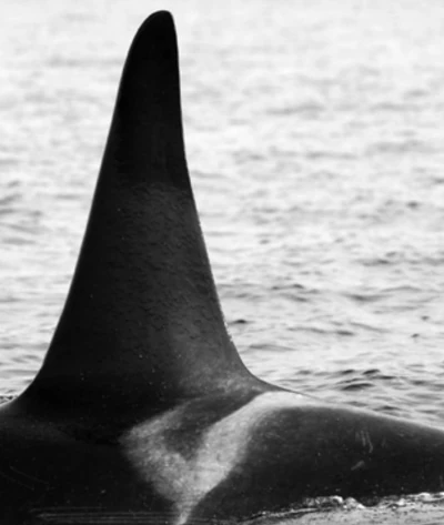 Photos of J26 Mike | Killer Whale Wiki | Fandom