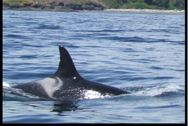 T002B Pedder | Killer Whale Wiki | Fandom T002B Pedder | Killer Whale Wiki | Fandom
