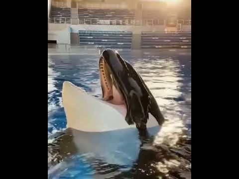 Dillon_Vocalizations