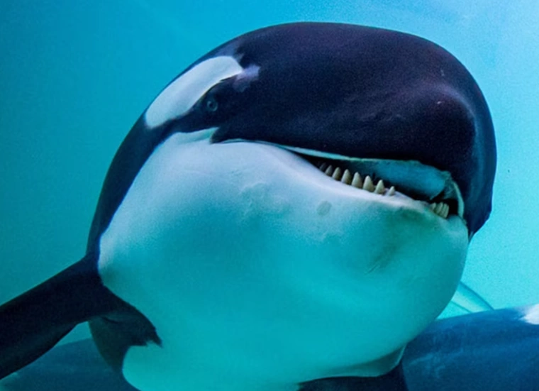 JADE FEATHER 54 ORCA オルカ ジェイドフェザー54 ORCA JADE FEATHER54