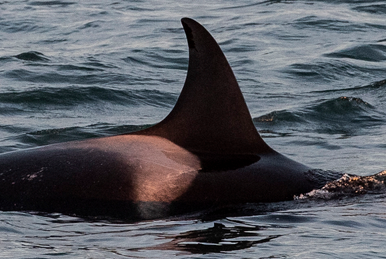 SN060 Thunderstorm | Killer Whale Wiki | Fandom SN060 Thunderstorm | Killer Whale Wiki | Fandom