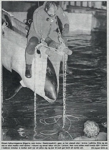 A killer whale is lowered into the whale pool. Photo provided by DV.
