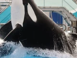 Tilikum