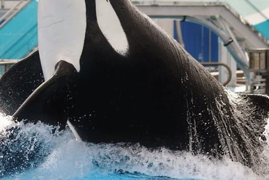 チームデミ　 1984年（YOKOHAMA    Dolphin） Yokohama F.Marinos - 100th J.League Division 1 appearance