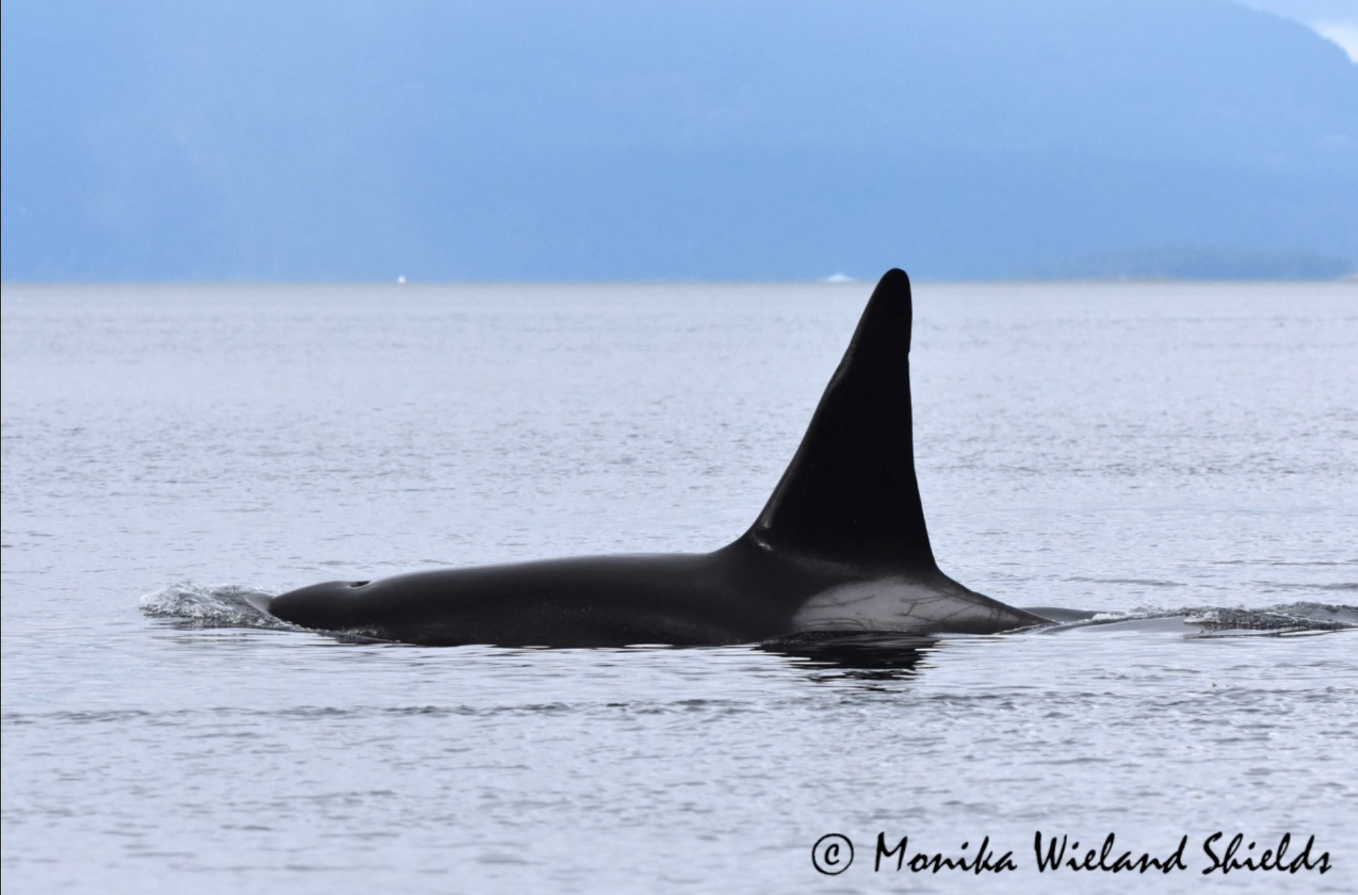 T019C Spouter | Killer Whale Wiki | Fandom 