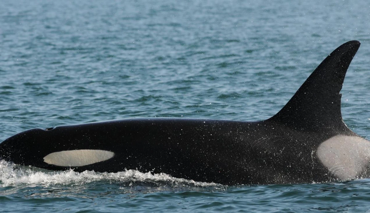 Killer Whale 完成品 MAJ12211.jpg?crop=center&