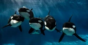 Kasatka, Nakai, Kalia, Makani, Amaya. Photo Provided by SeaWorld.
