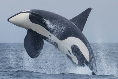 J62 | Killer Whale Wiki | Fandom J62 | Killer Whale Wiki | Fandom