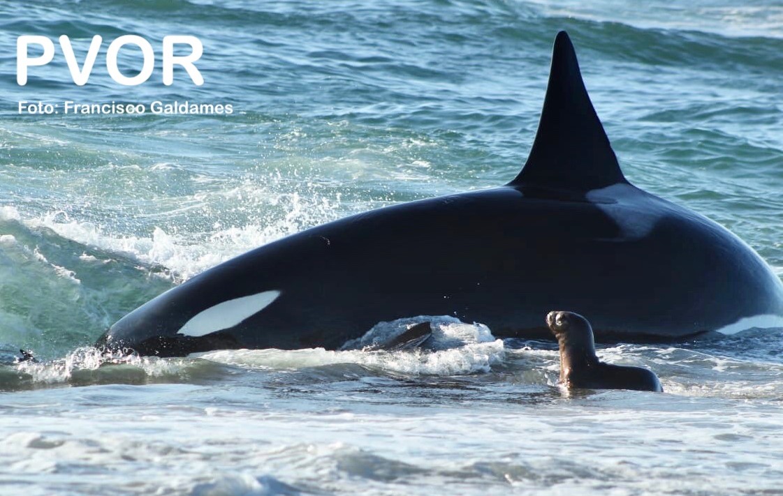 PTN-006 Pao | Killer Whale Wiki | Fandom PTN-006 Pao | Killer Whale Wiki | Fandom