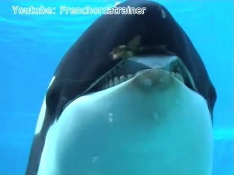 Unna_the_killer_whale