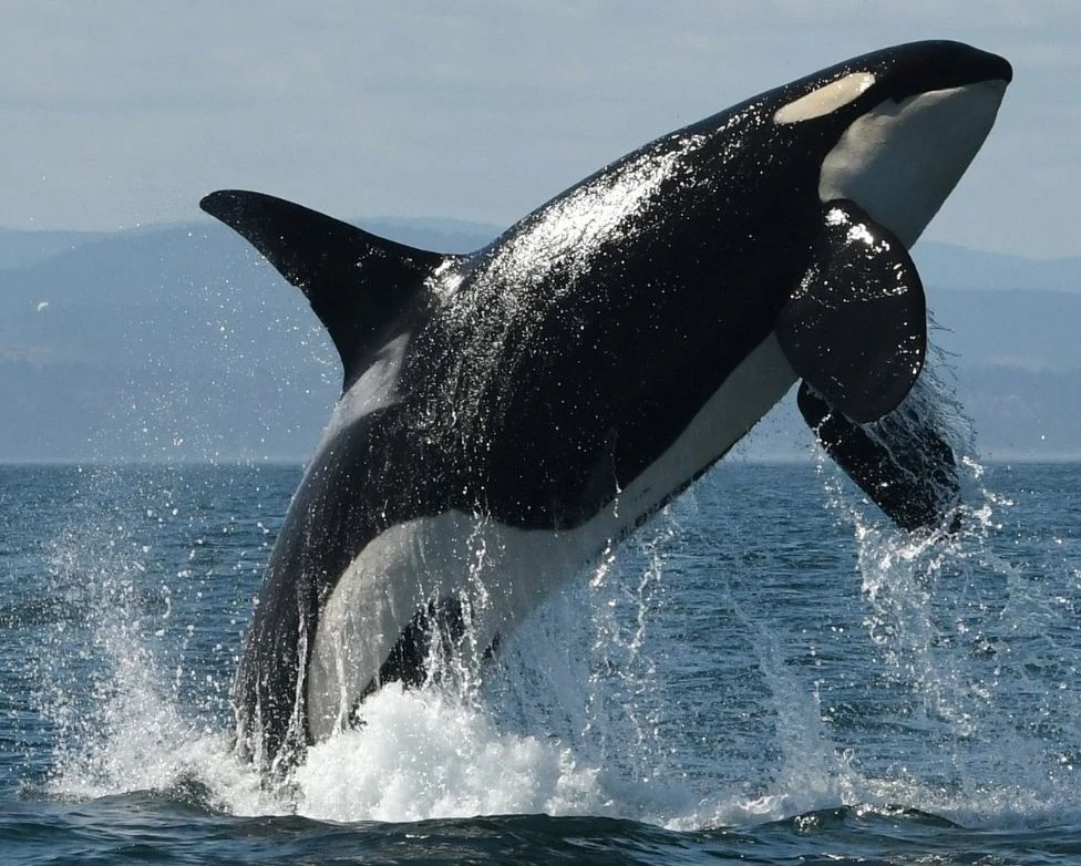 J47 Notch | Killer Whale Wiki | Fandom